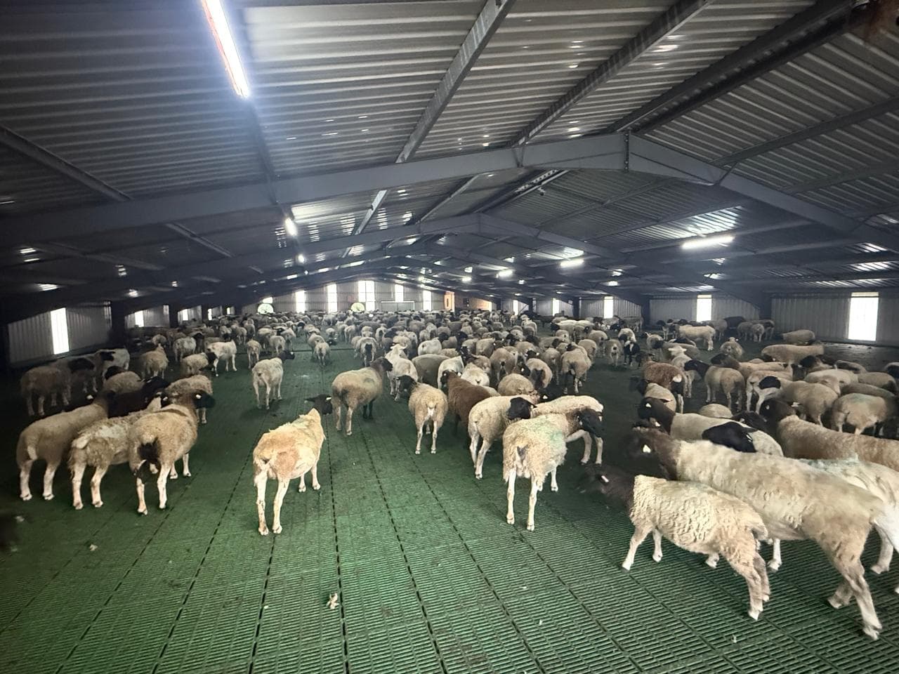 Inside the SJF Dorpers intensive shed — rows of animals under overhead lighting